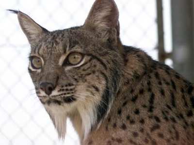 Especies Extinguidas