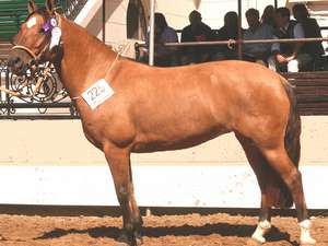 Caballo Criollo