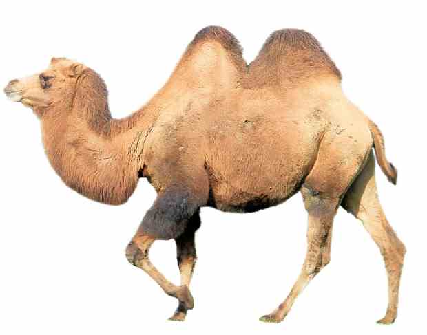 camello con dos jorobas