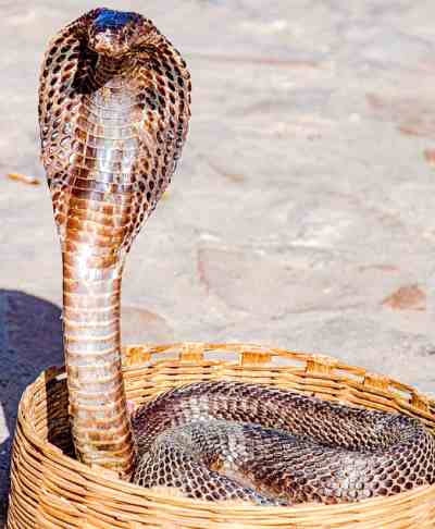 COBRA,Caracteristicas de las Serpientes Venenosas Cabeza,Cola y Ojos