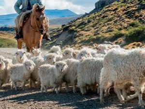 Trashumancia:Concepto, La Ganadería en las Montañas