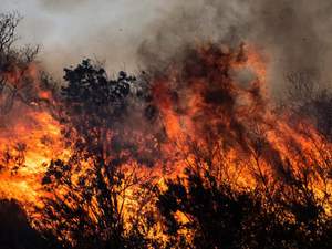 El incendio de un bosque genera decena de muertes