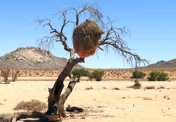 Desierto De Kalahari: Flora y Fauna,Población,Ubicacion y Superficie