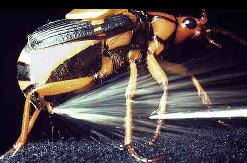 Defensa química del escarabajo e insectos