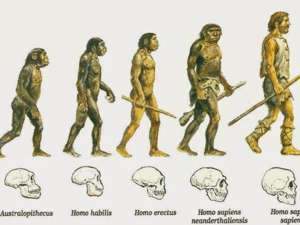 Evolucion Humana