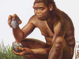 Homo Habilis