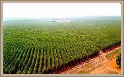 Solucion Verde:Mentiras Sobre Los Cultivos Forestales:Mitos Falsos