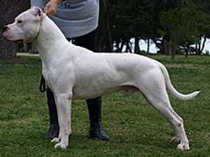 Dogo
