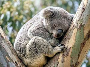Animales Salvajes Descansando
