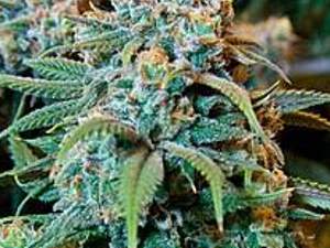 Historia y Efectos de la Marihuana:Droga,Cannabis