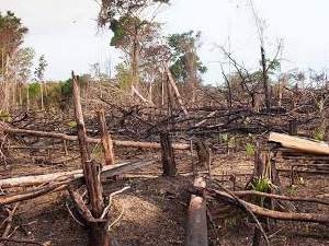 Historia de la Deforestación y Primeras Talas