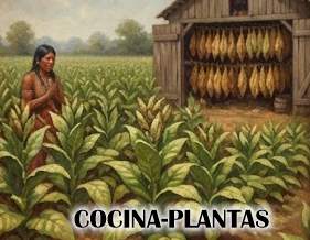 Cultivo del Tabaco: Origen, Producción y Proceso de Secado y Curado