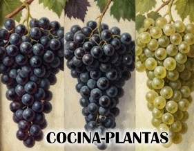 Variedades de Uvas y Sus Características: Merlot, Malbec, Sauvignon