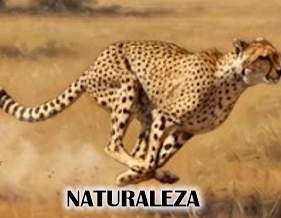 La Velocidad de los Animales: Tabla Comparativa de su Rapidez