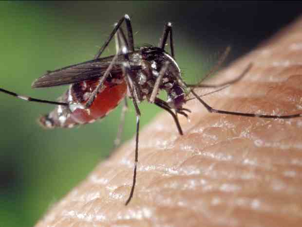 picadura: mosquito chupando sangre