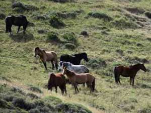 Origen Caballo Patagonia