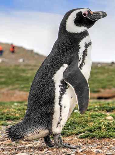 pingüinos de Magallanes