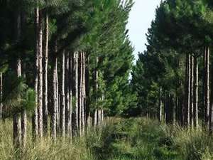 La Producción Forestal