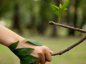 Importancia de las Plantas