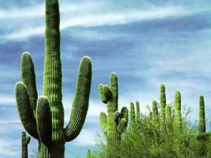Uso del Cactus