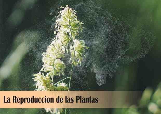Reproducción de las Plantas:Organos y Mecanismo de Fecundacion