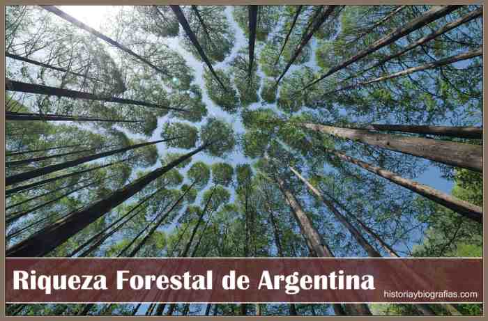 Riqueza Forestal de Argentina y Caracteristicas de los Espacios Regionales