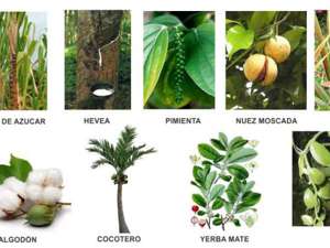 Flora Zona Tropical