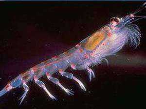 Krill