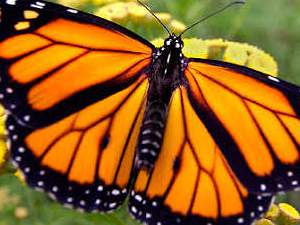 Ciclo de Vida de las Mariposas:Metamorfosis de la Oruga