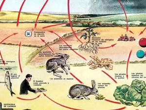 Importancia del Nitrógeno Para La Vida en el Planeta